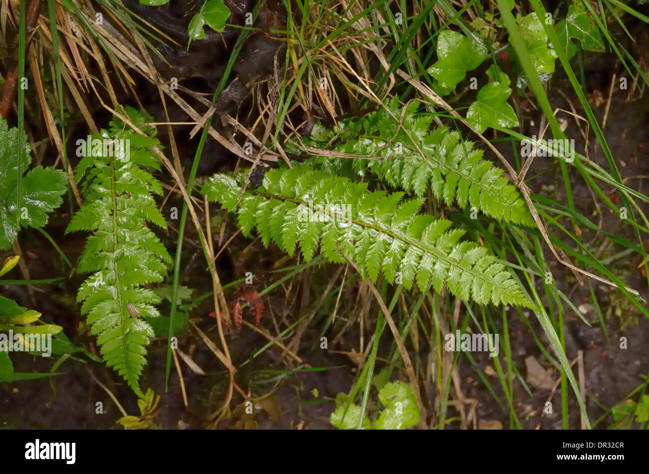 Hard Shield-fern, Polystichum aculeatum, Juvenile leaves Stock Photo
