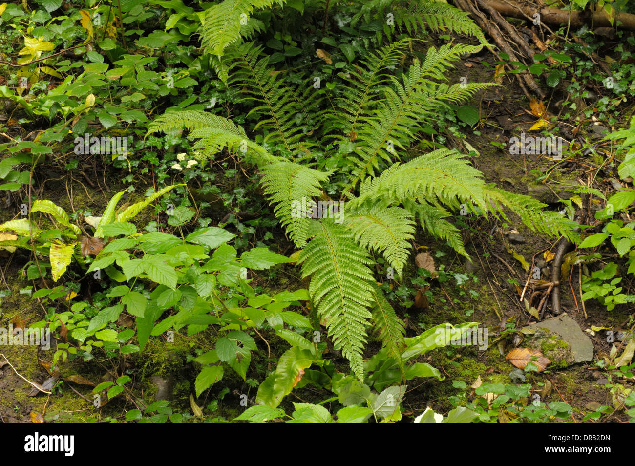 Soft Shield-fern, Polystichum setiferum Stock Photo