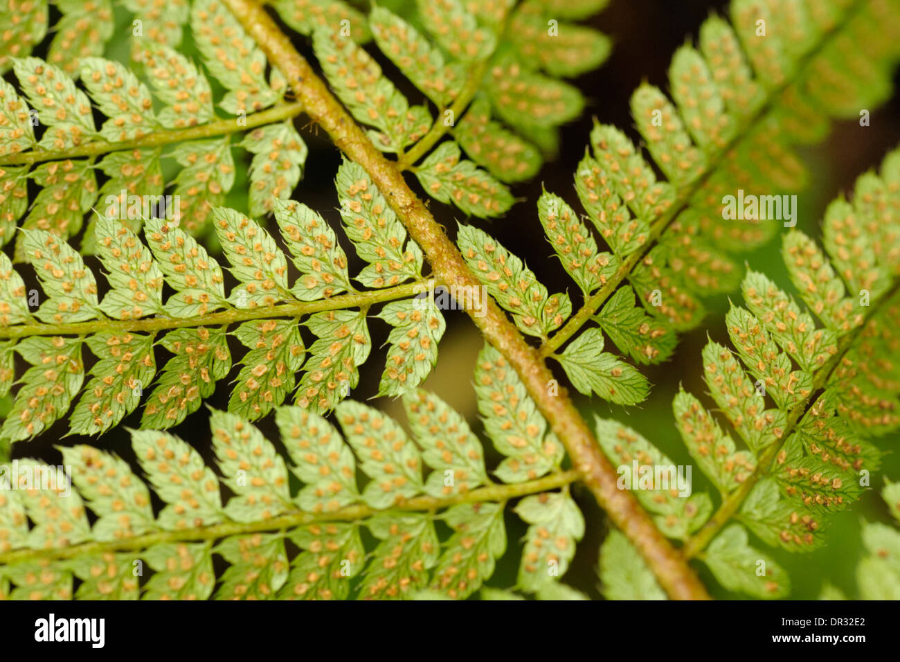 Soft Shield-fern, Polystichum setiferum Stock Photo