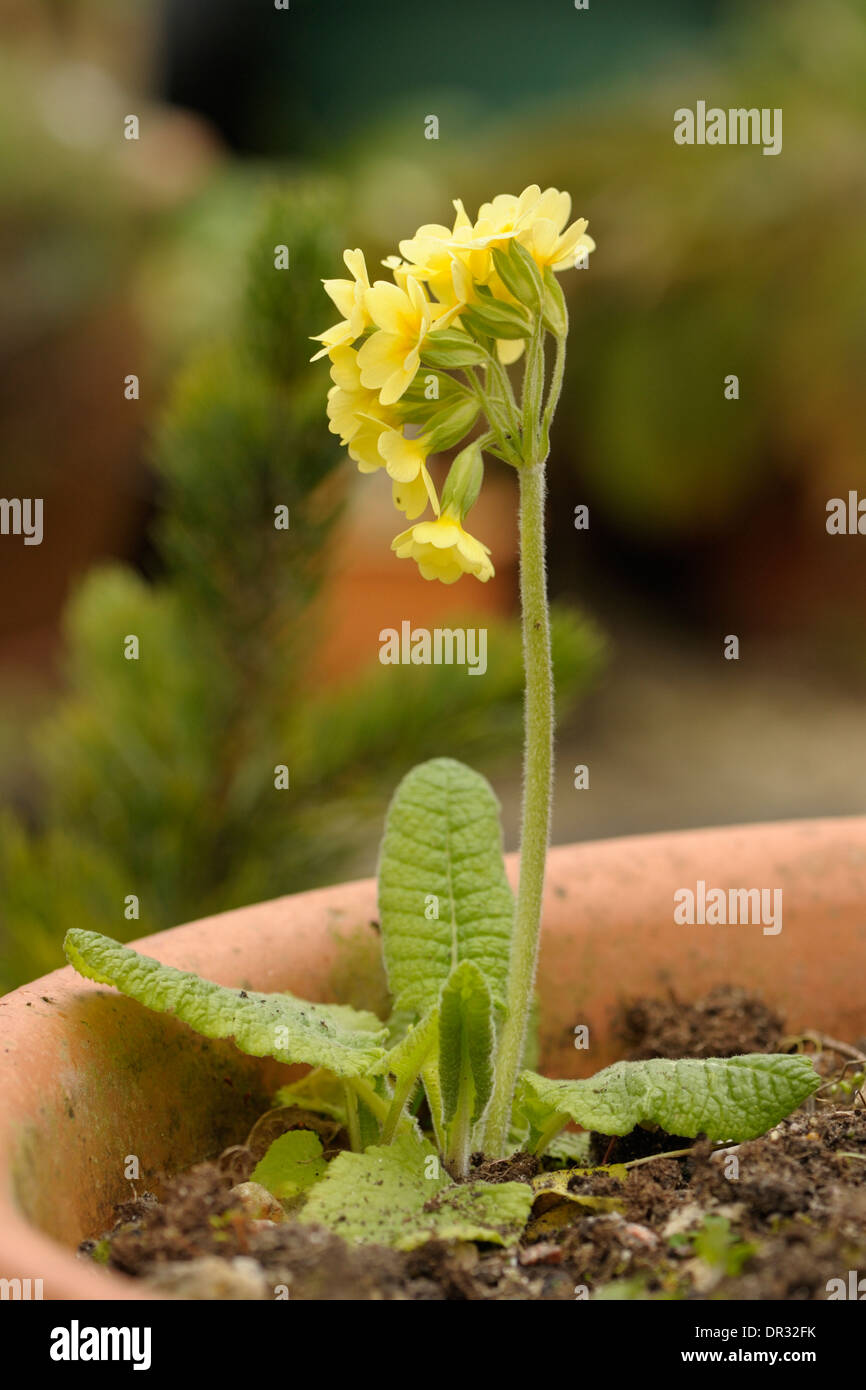 Oxlip, Primula elatior, plant Stock Photo
