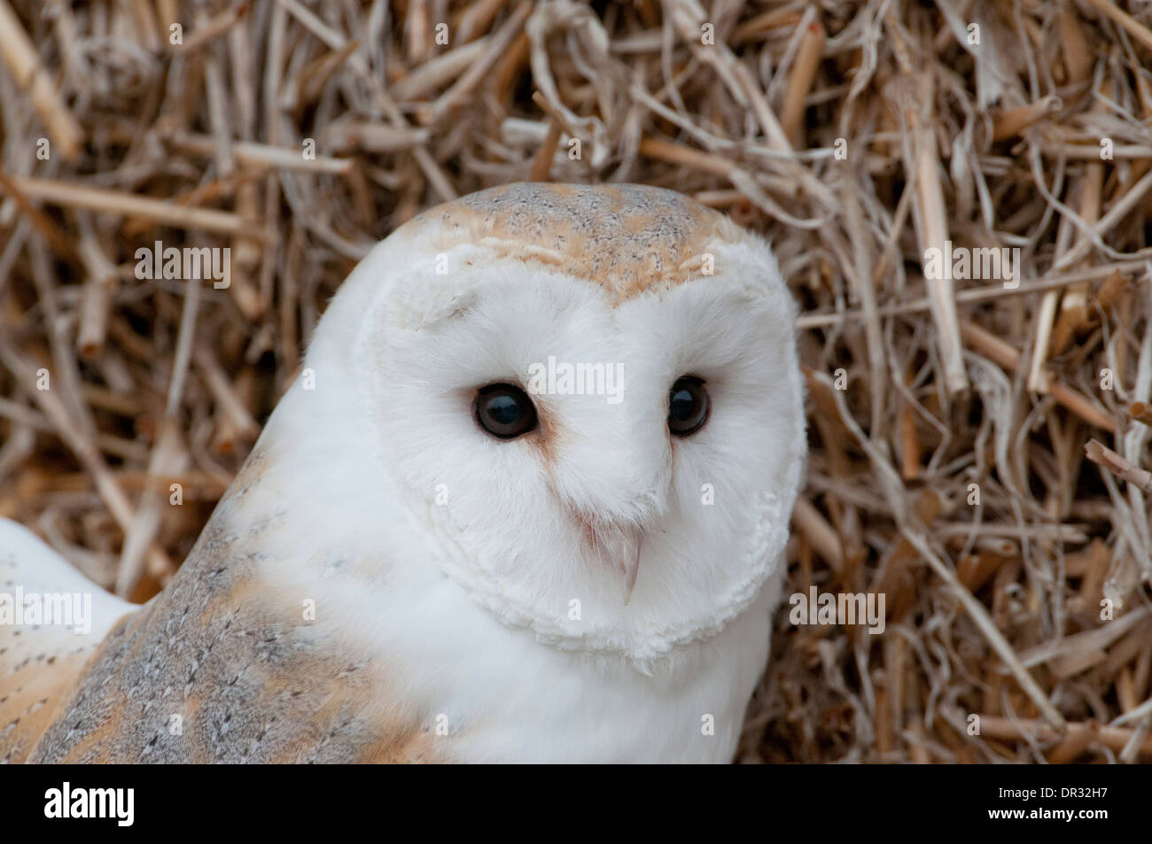 Barn owl (Tyto alba). Close up of face. Stock Photo