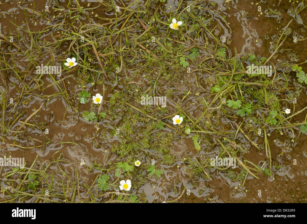 White water crowfoot ranunculus hi-res stock photography and images - Alamy