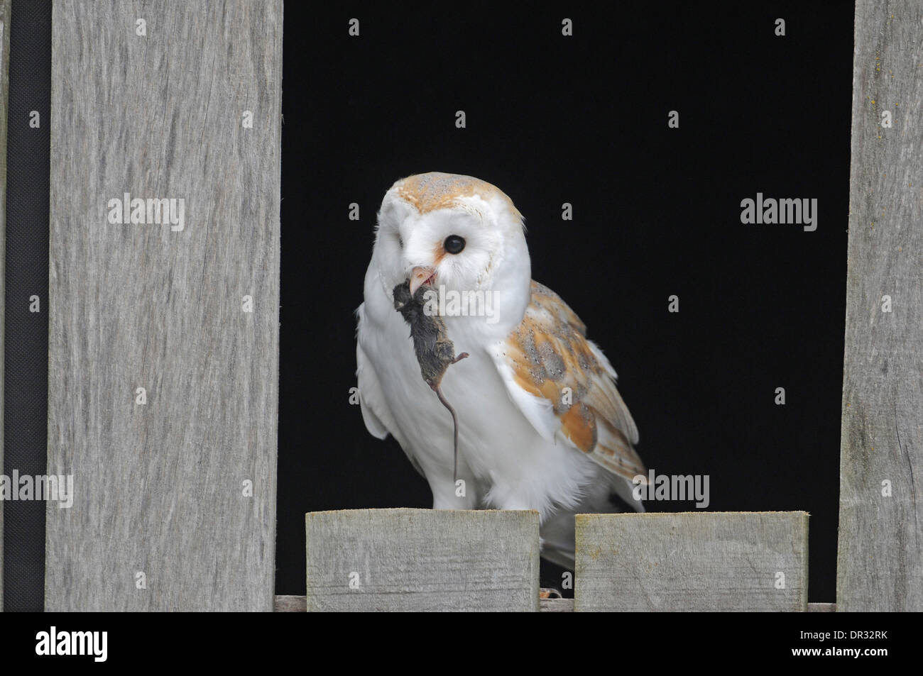 Barn owl (Tyto alba) at barn entrance with prey. Stock Photo