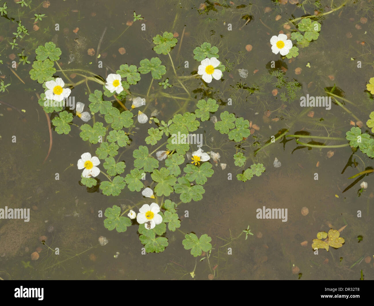Pond Water-crowfoot, Ranunculus peltatus Stock Photo