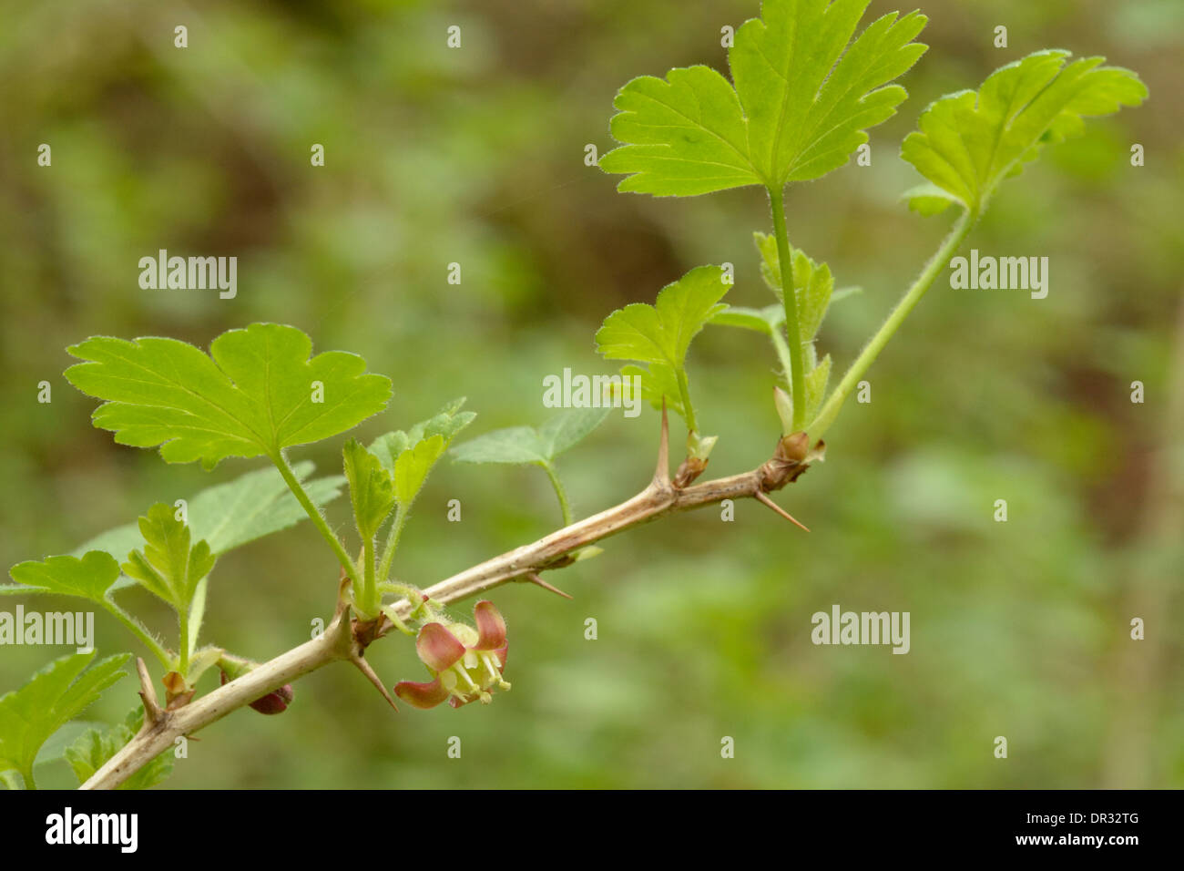 Gooseberry, Ribes uva-crispa Stock Photo