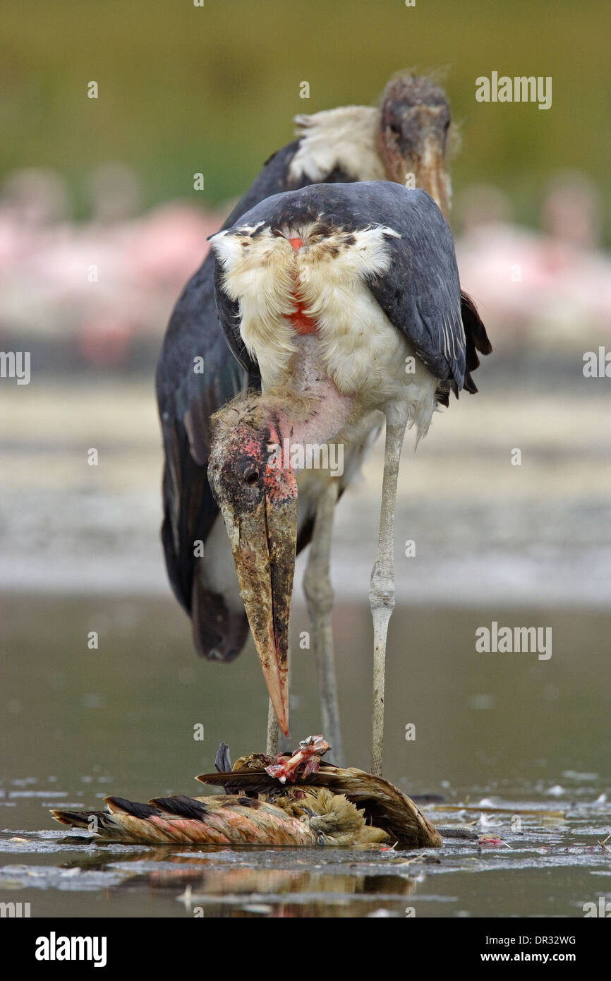 Marabou Stork (Leptoptilos crumeniferus) eats Lesser flamingo Stock Photo -  Alamy