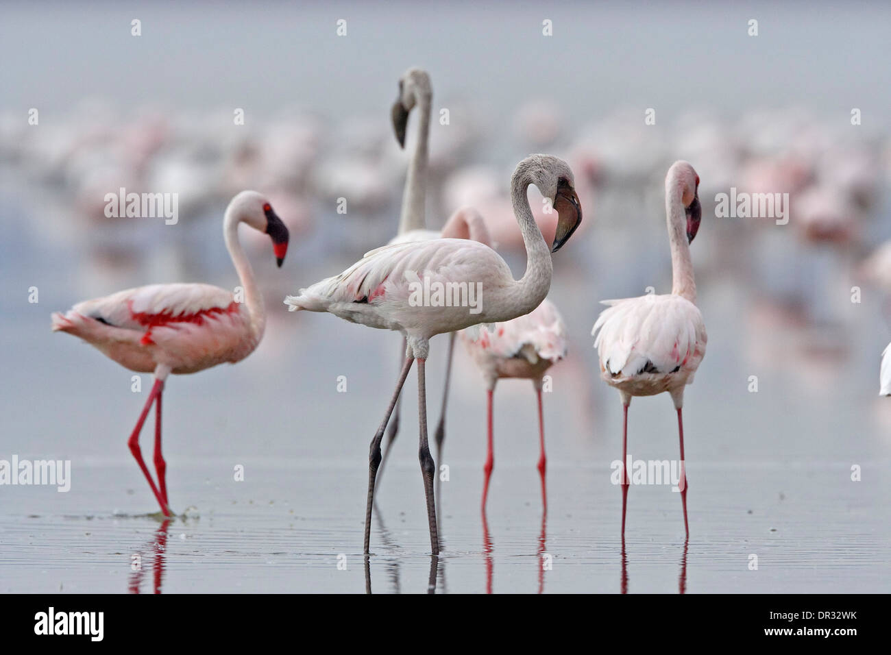 Lesser Flamingos (Phoenicopterus minor) and Greater Flamingos (Phoenicopterus roseus), Lake Nakuru Stock Photo