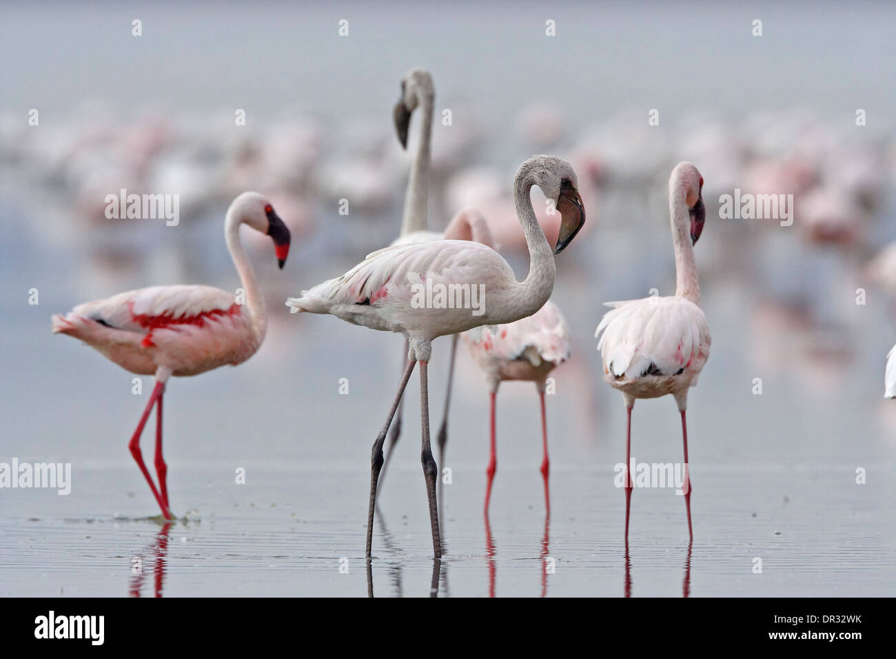 Lesser Flamingo Vs Greater Flamingo Lesser Flamingo Vs Greater Flamingo