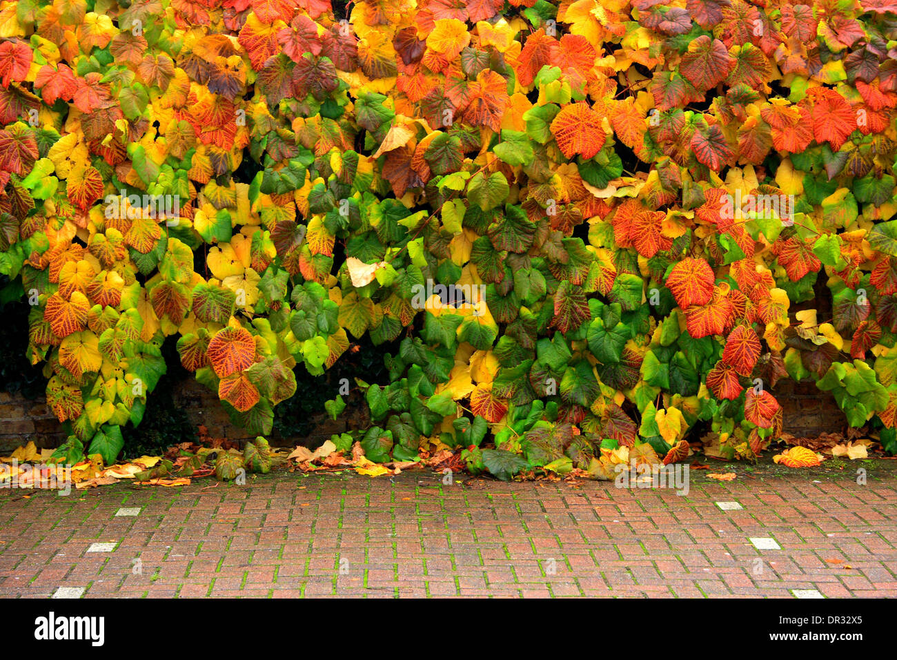 Autumnal leaves in an urban car park Stock Photo