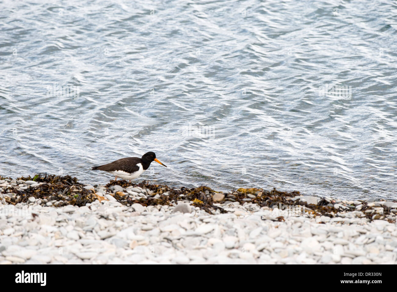 Oyster Catcher, taking an early morning stroll along the edge of Loch Kanaird, Ardmair, Scottish Highlands. Stock Photo