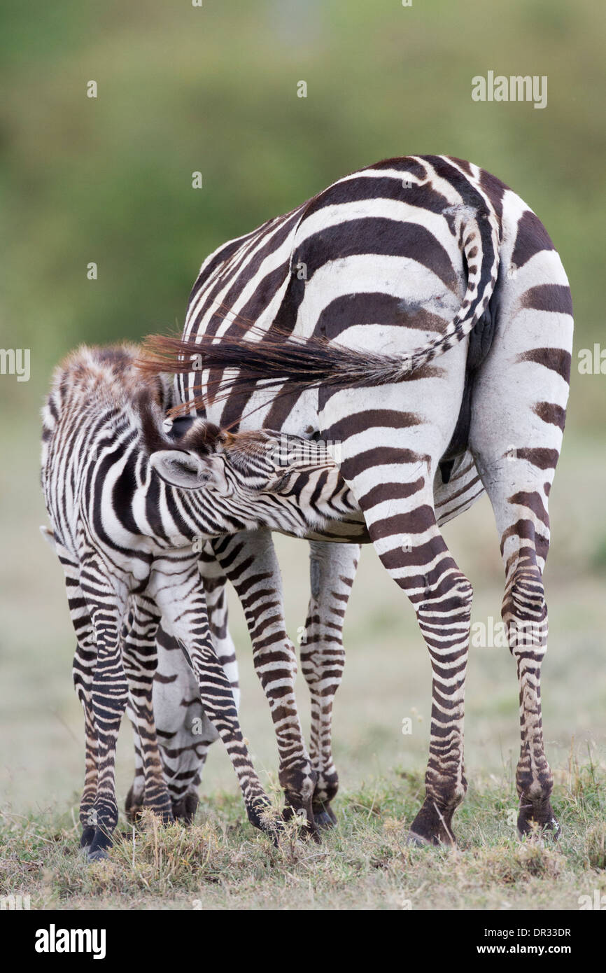 Zebra foal suckling, Kenya Stock Photo