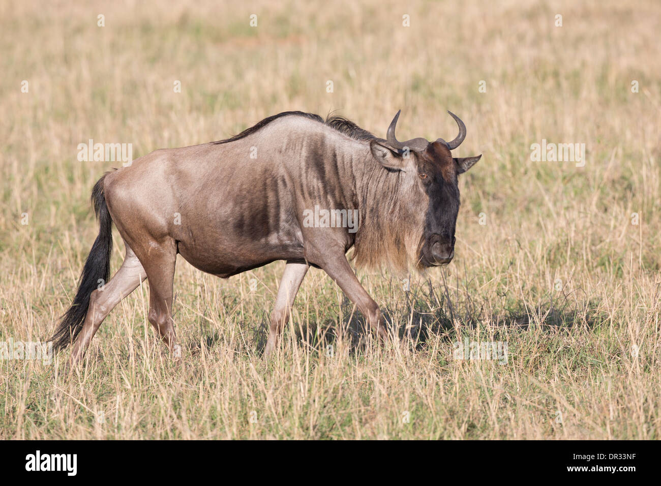 Migratory animals hi-res stock photography and images - Alamy