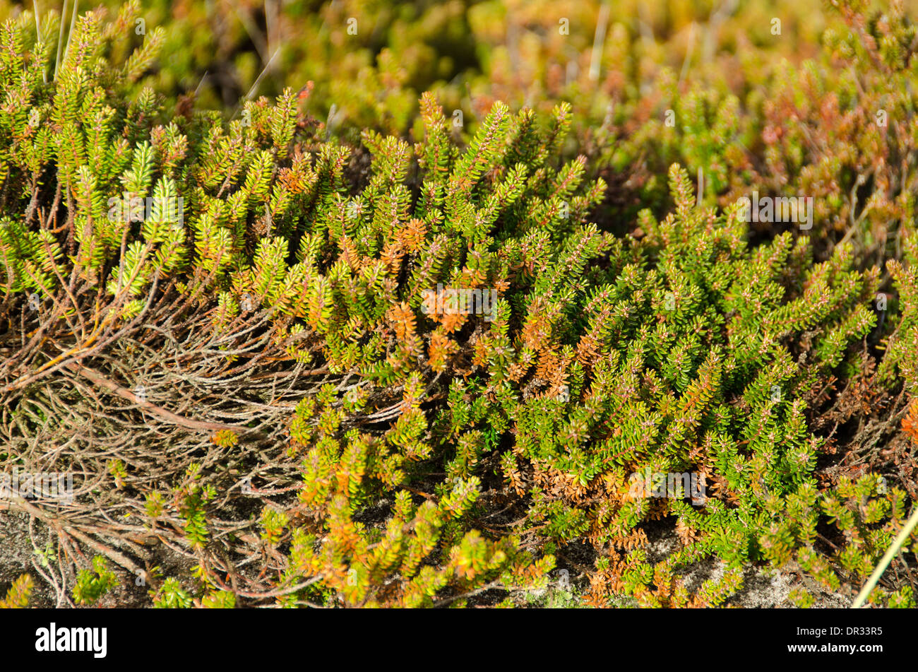 Coastal landscape with typical empetrum or crowberry plants Stock Photo
