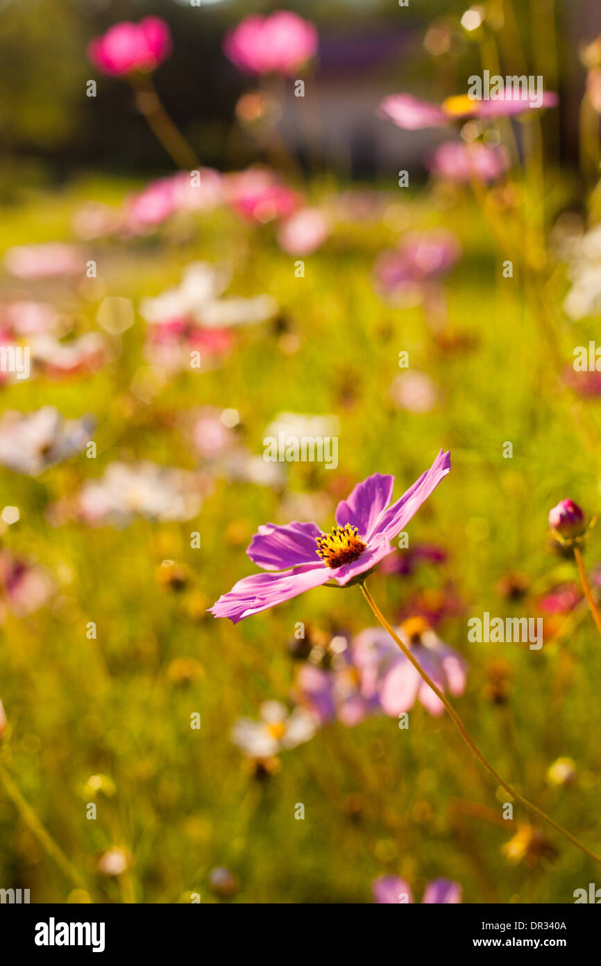 Pink cosmos flower glow hi-res stock photography and images - Alamy