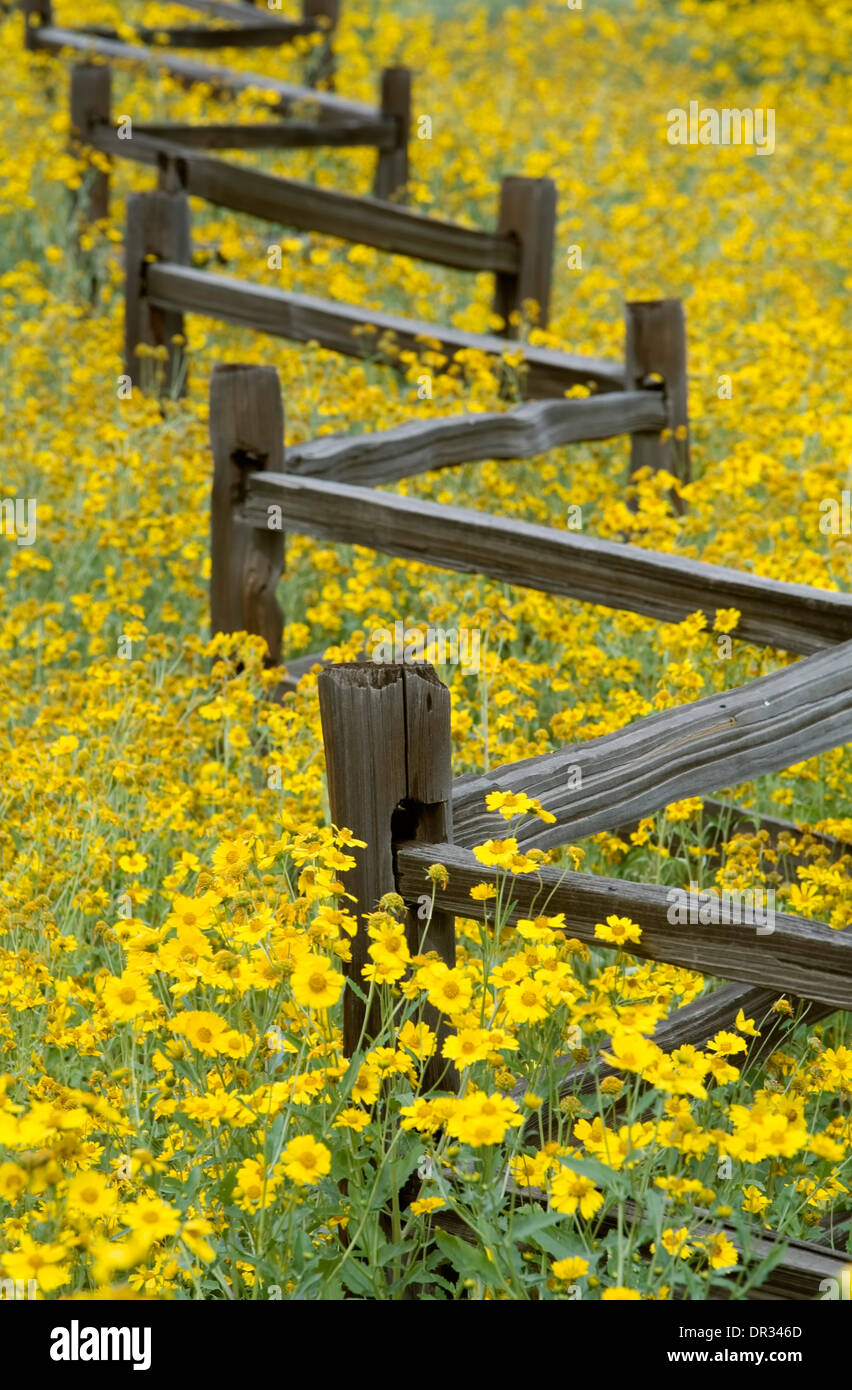 Yellow wildflowers and fence, Frenchy's Park, Santa Fe, New Mexico USA Stock Photo
