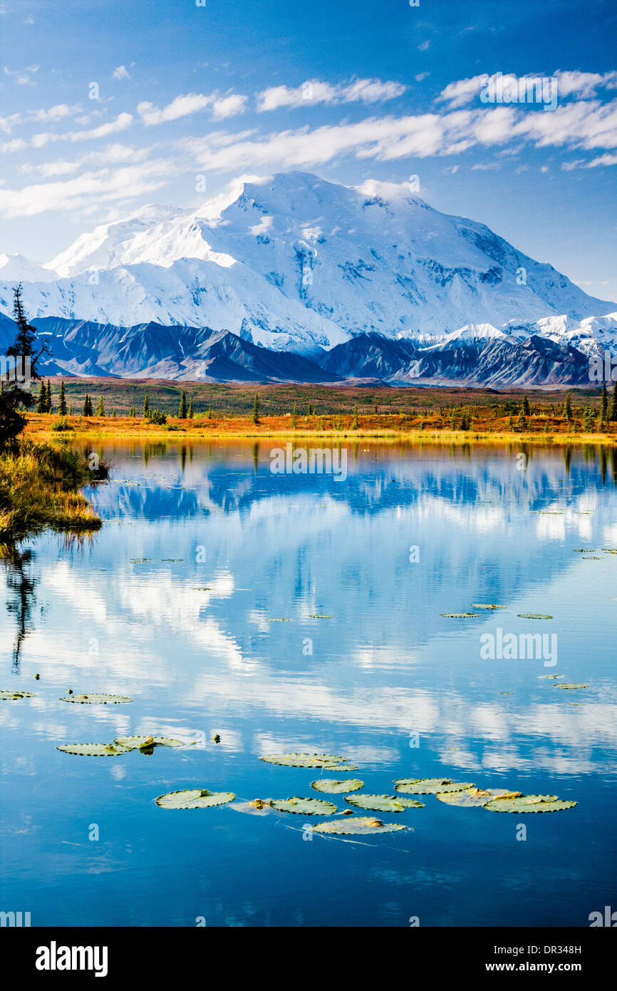 North face of Denali (formerly Mt. McKinley) reflected in a tundra pond with lily pads with fall color. Denali National Park and Preserve, Alaska Stock Photo