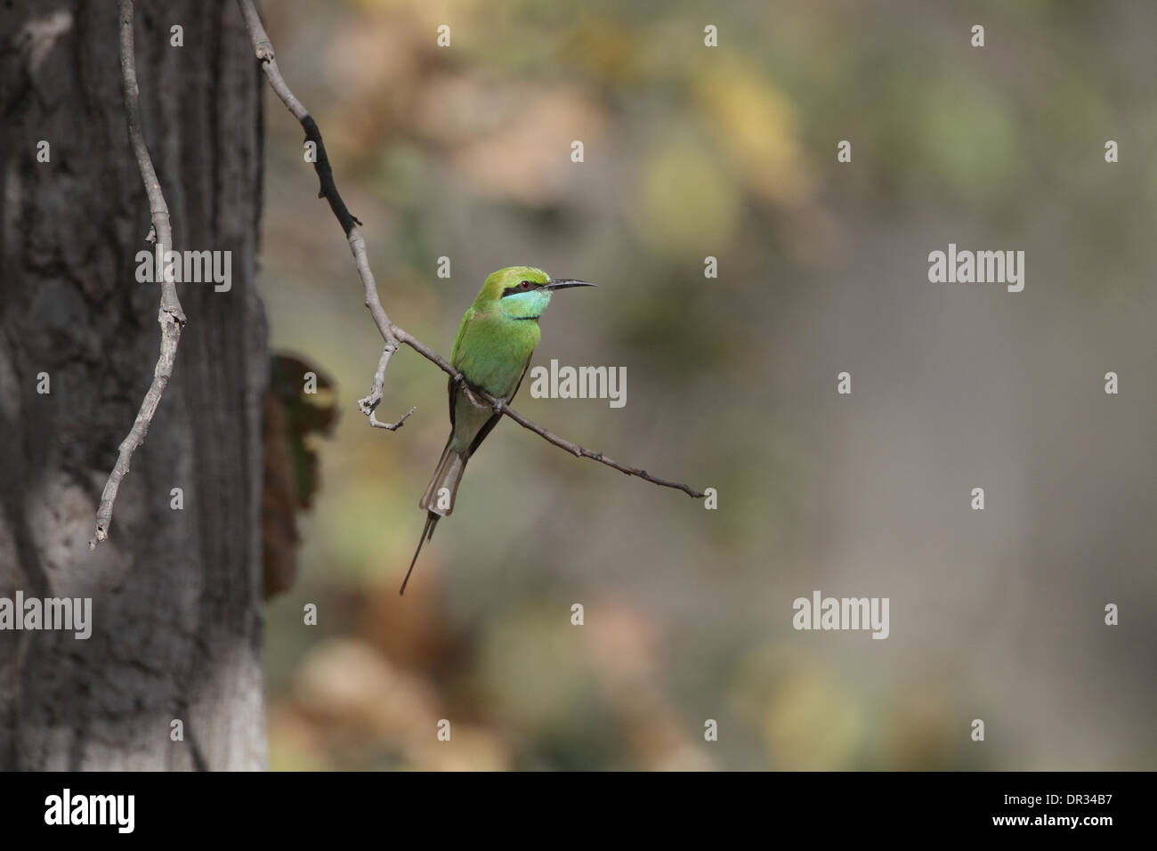Little green bee eater hi-res stock photography and images - Alamy