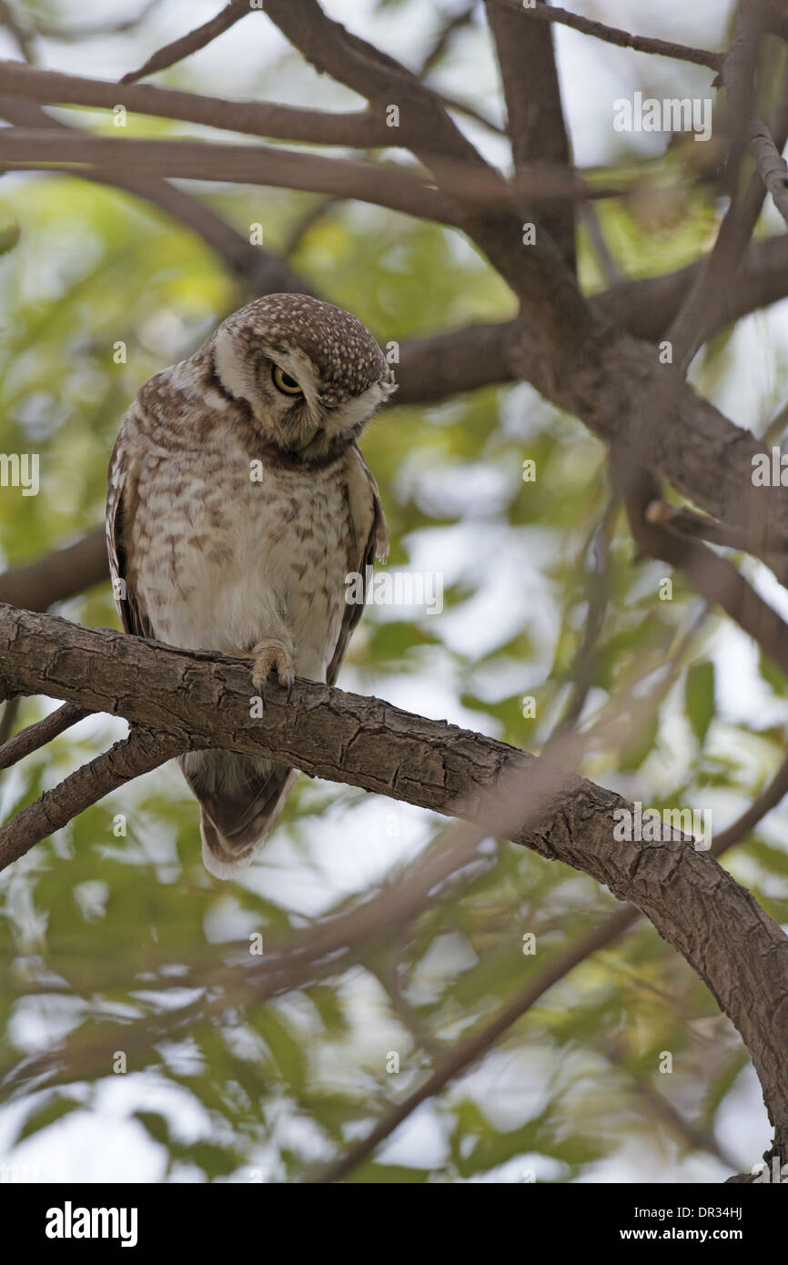 owlet down