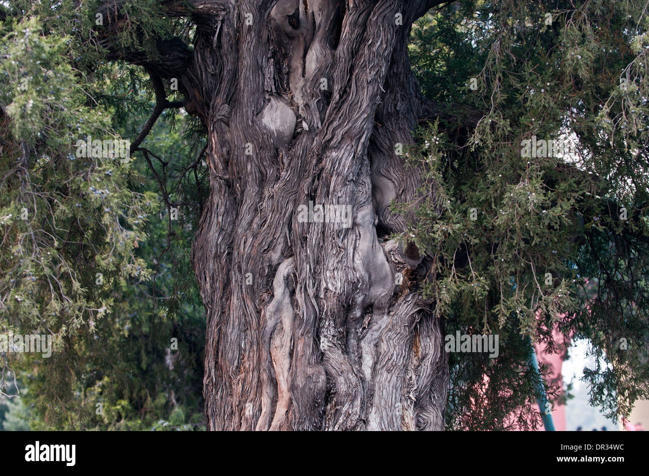 juniper on main juniper on main