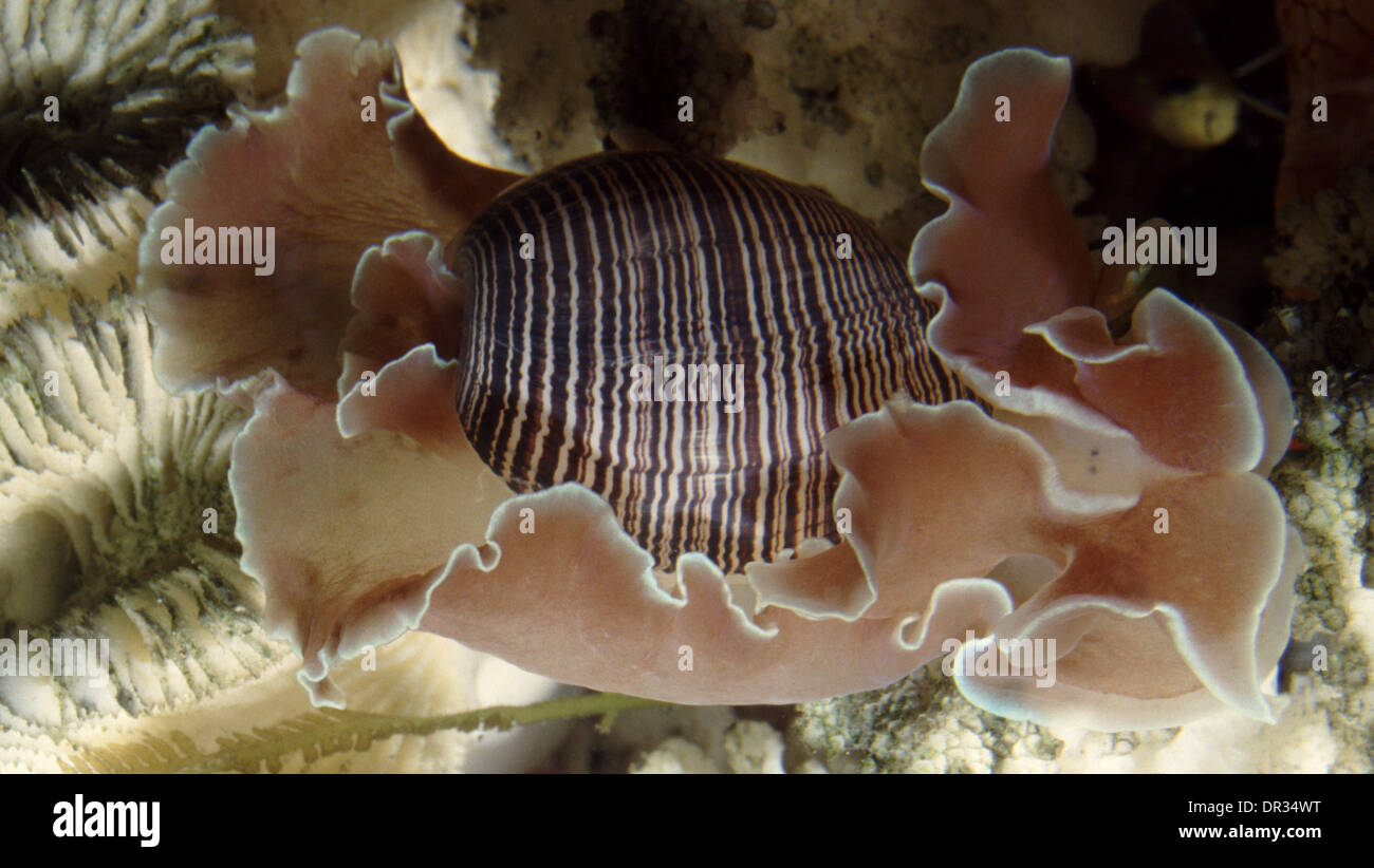 Bubble shell or Brownlined paper bubble (Hydatina physis Stock Photo