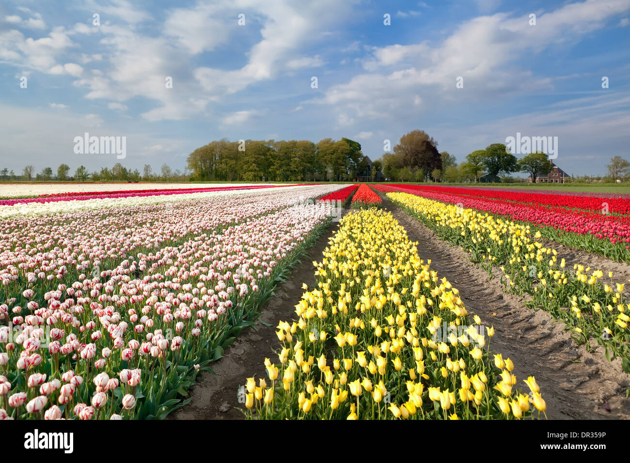 colorful tulip field in Holland during spring Stock Photo - Alamy