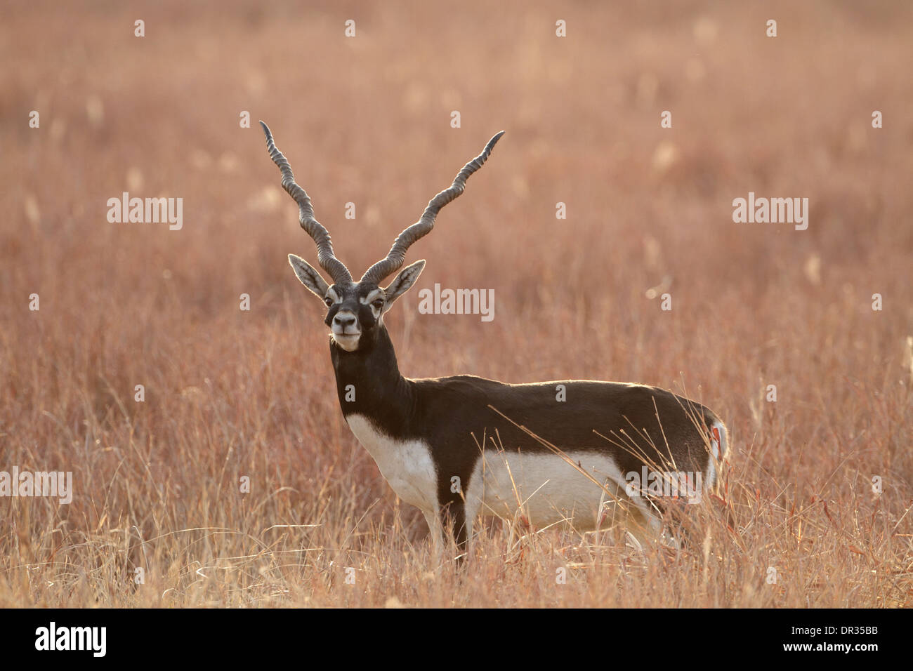 Blackbuck, Antilope cervicapra, adult male Stock Photo