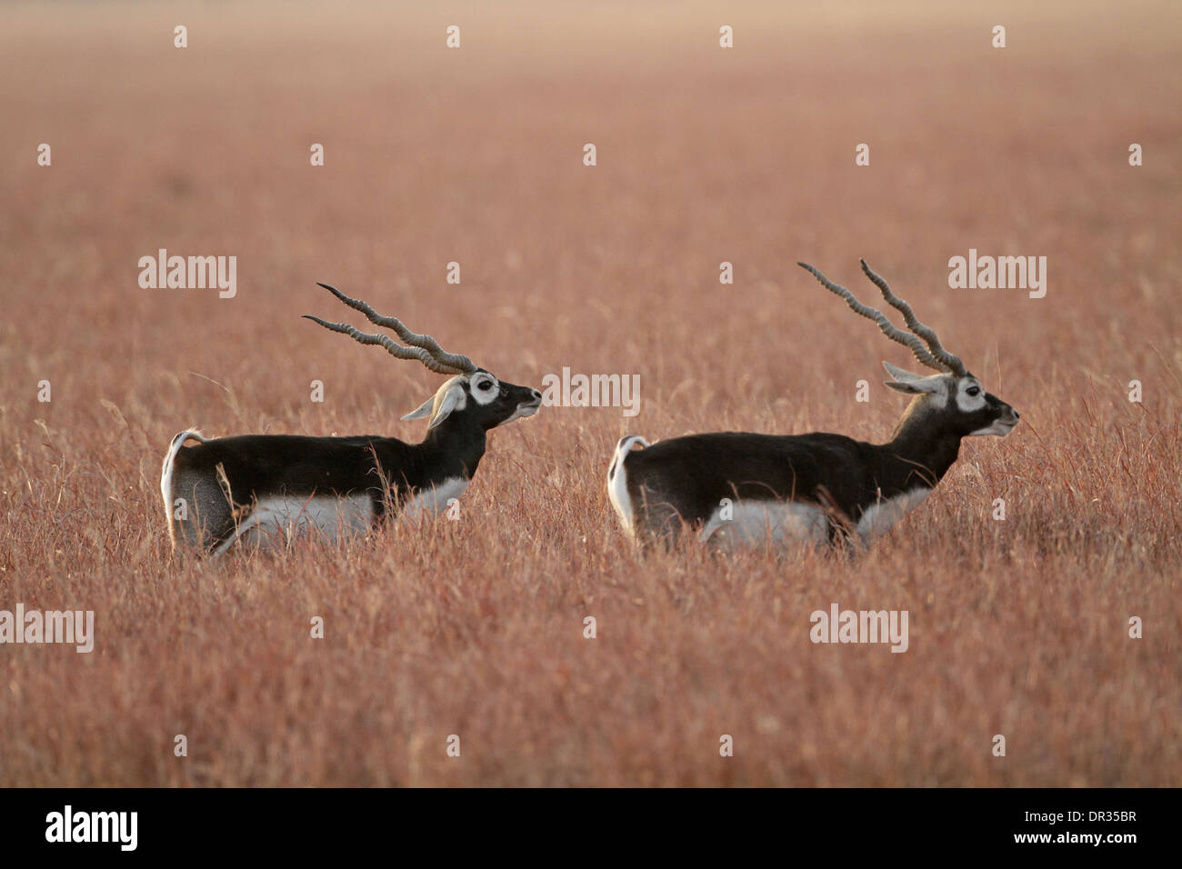 Blackbuck, Antilope cervicapra, adult males Stock Photo