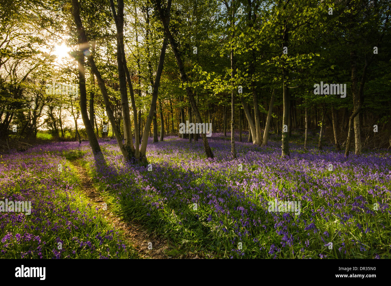 Bluebells in full colour during the spring. These woods/forest get covered and the last light of the day hits perfectly. Stock Photo