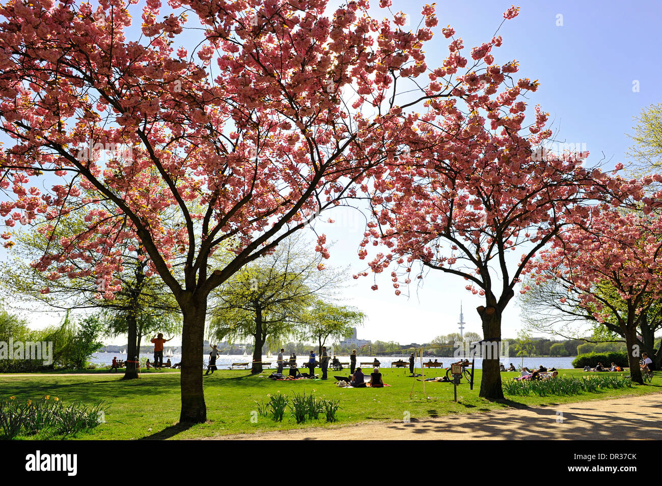 Start of spring, blossoming cherry trees alongside the Outer Alster lake, Hanseatic city of Hamburg, Germany, Europe Stock Photo