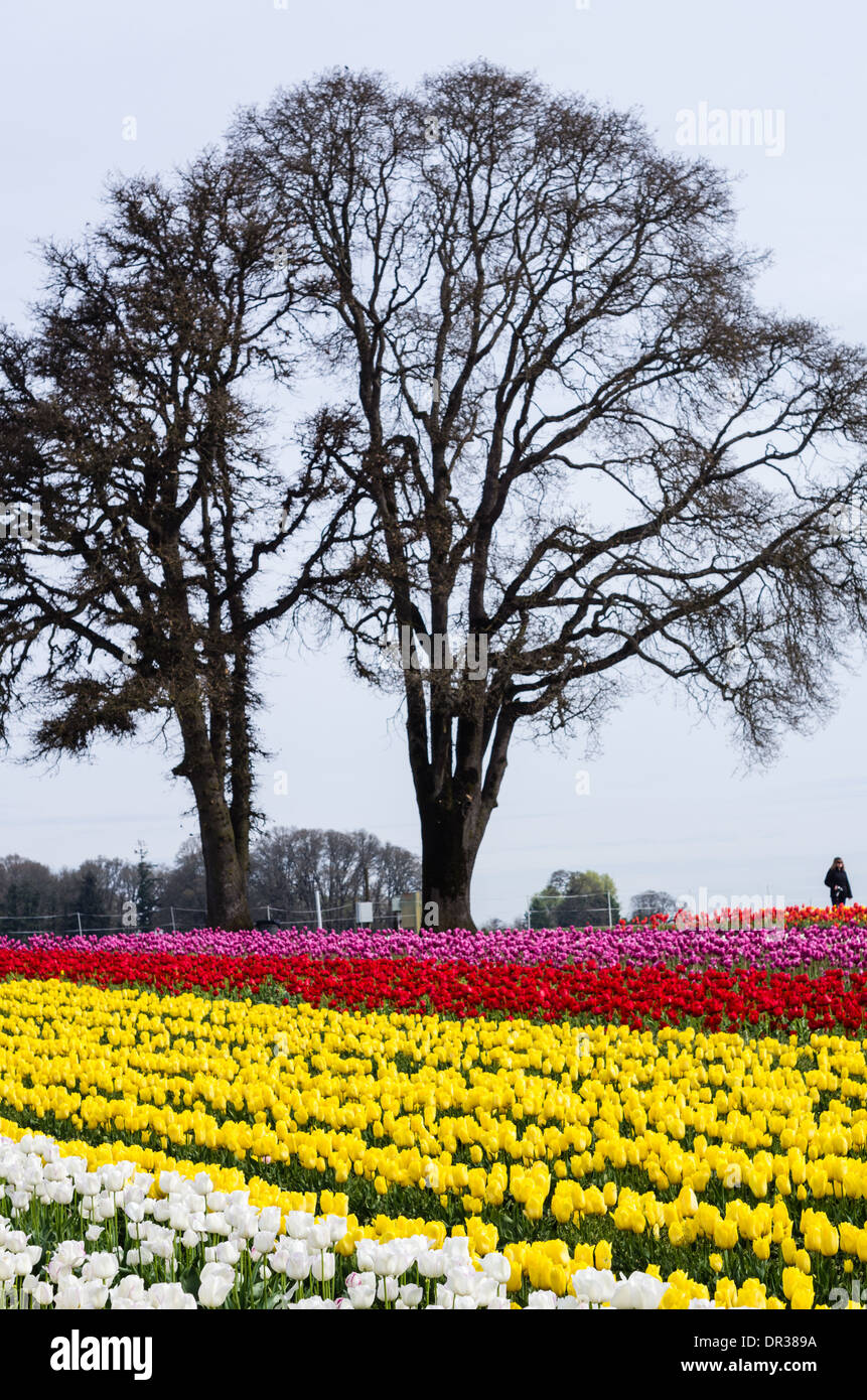 Large oak trees loom over rows of tulips in bloom during the annual Tulip Festival.  Woodburn, Oregon Stock Photo