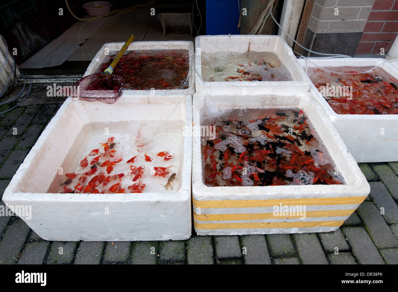 Pet store on bazaar in hires stock photography and images Alamy