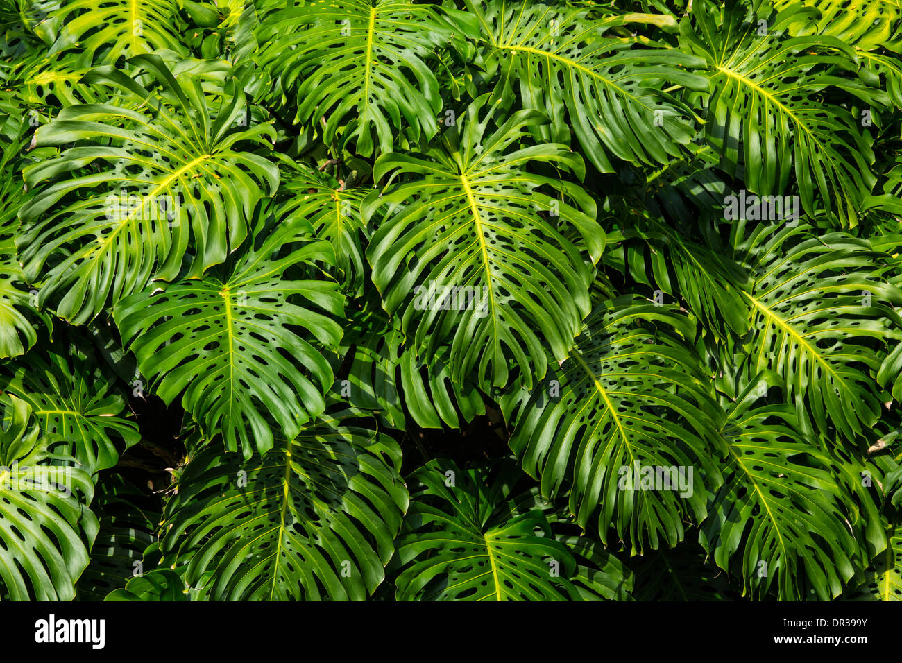 Leaves of large Philodendron plant grown outdoors in Hawaii Stock Photo