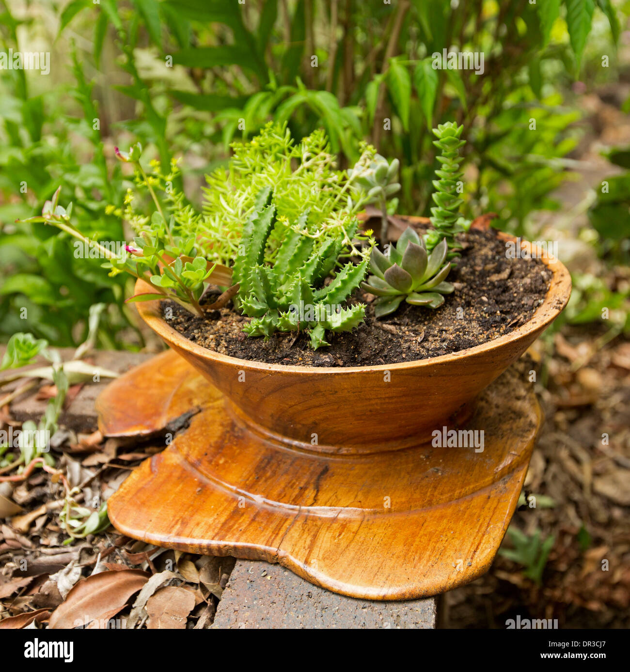 Unusual plant pots hi-res stock photography and images - Alamy
