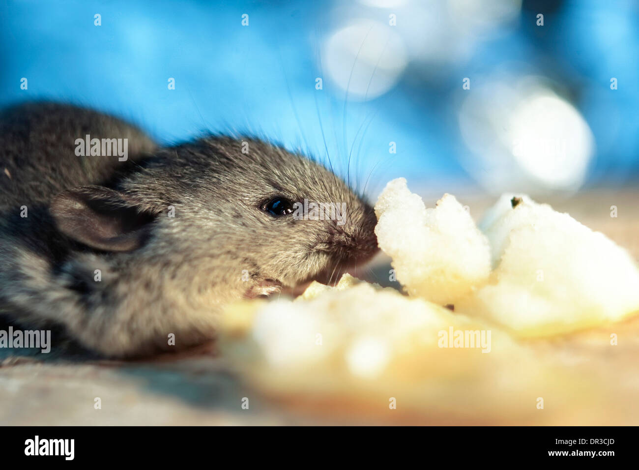 Mouse macro shot stock photo alamy