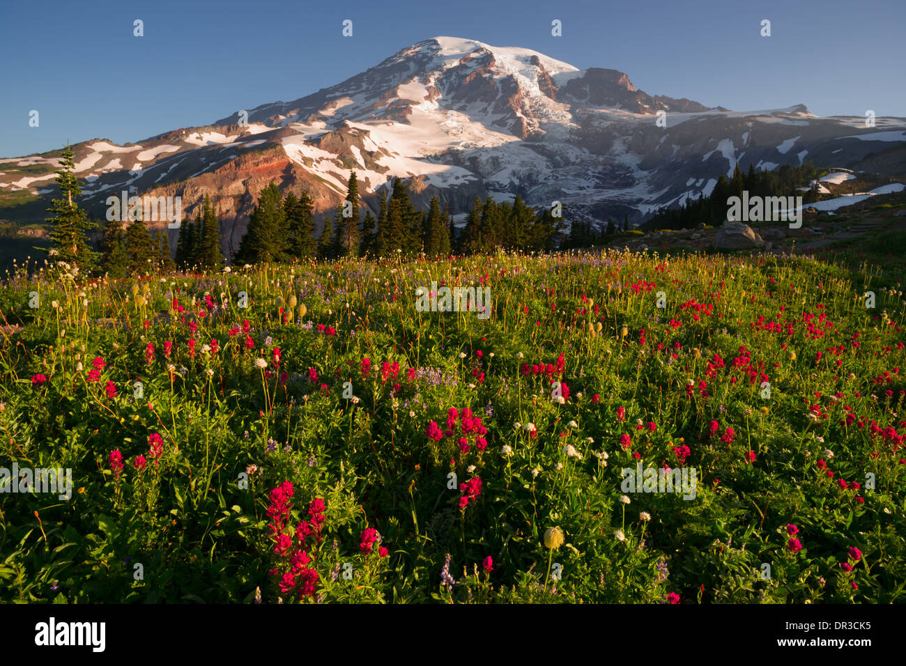 A dramatica and colorful view of Mt. Rainier with wildflowers in full bloom Stock Photo