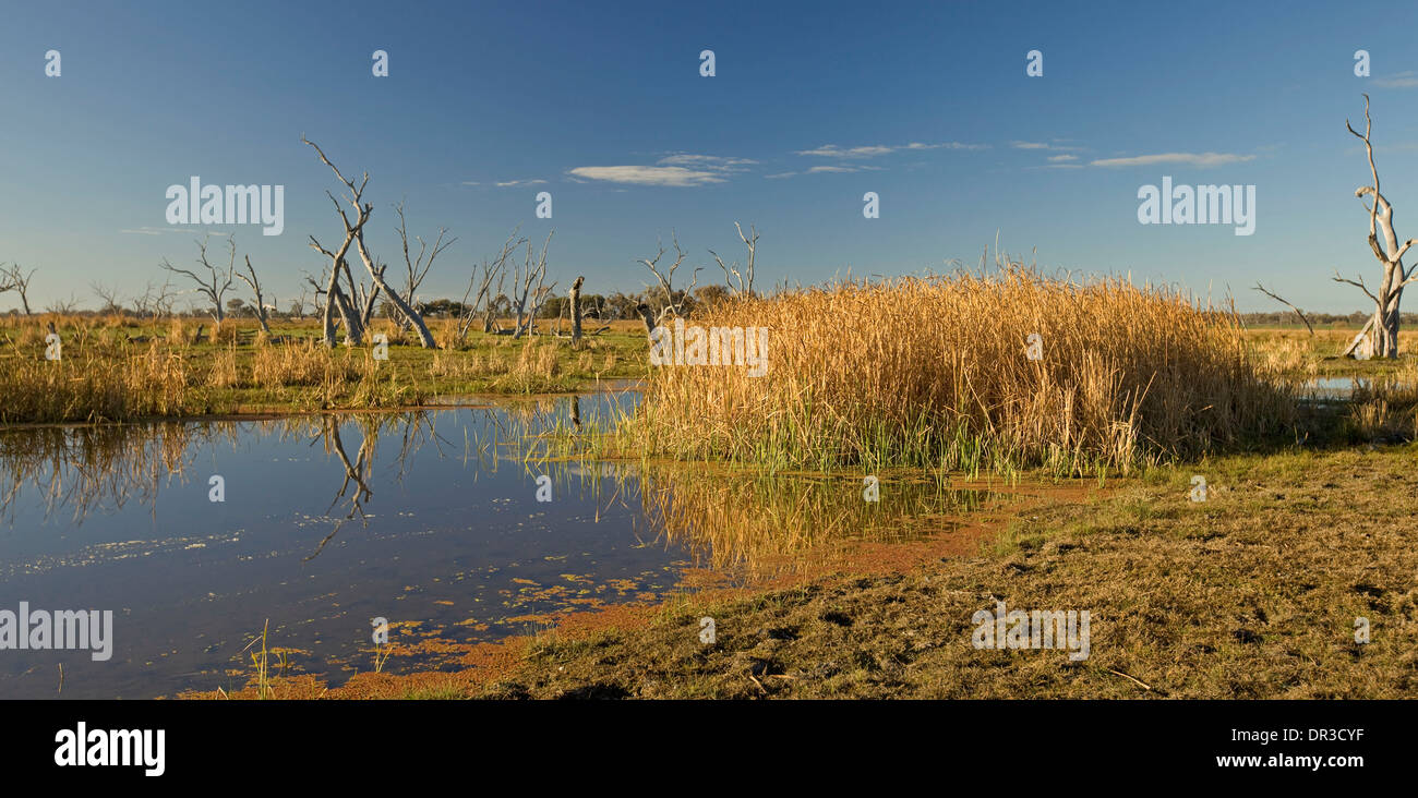 Blue water hemmed with golden reeds at Bunnor wetlands on outback plains with dead trees near Moree NSW Australia Stock Photo