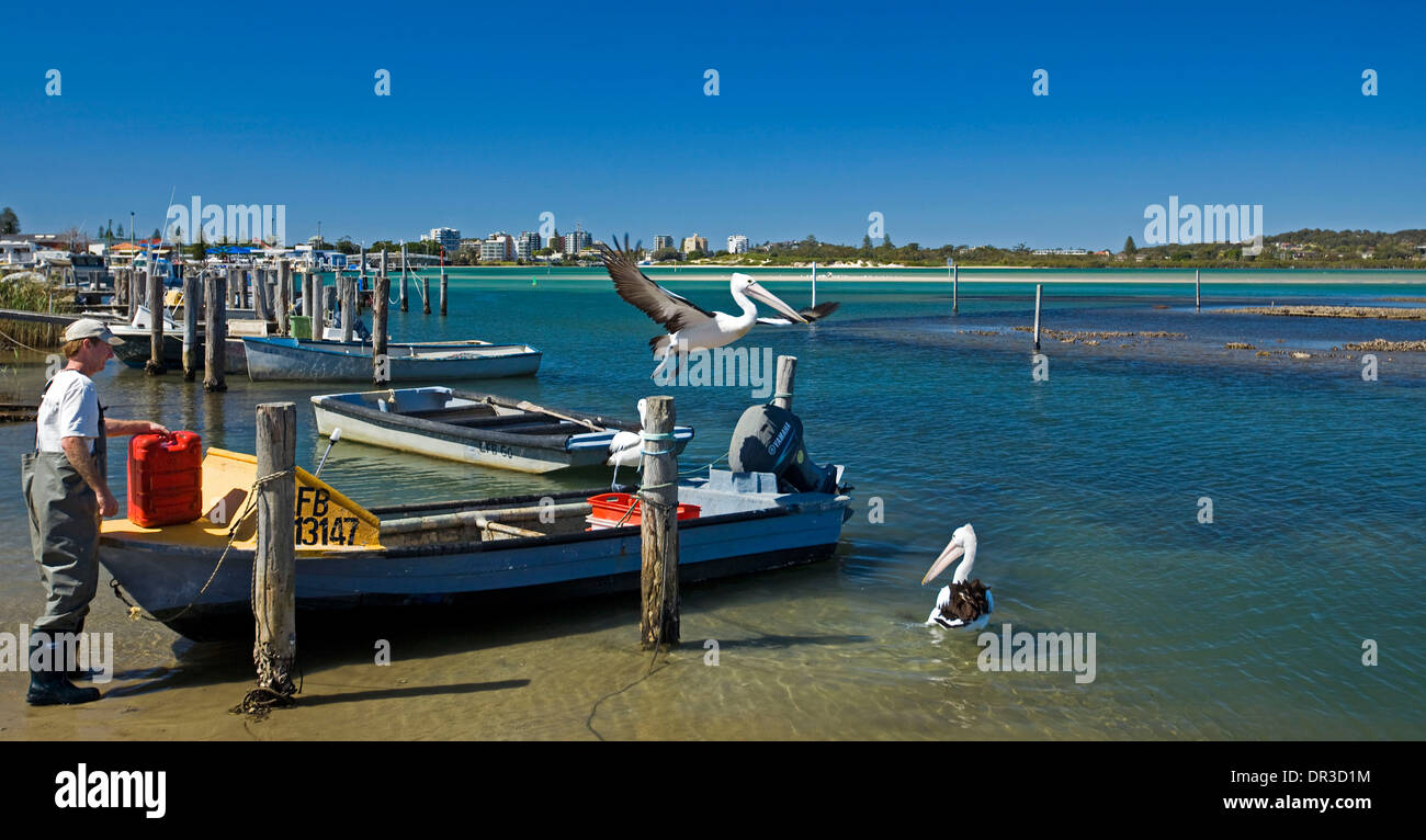 Fisherman with boat and pelicans at Wallis Lake, Tuncurry, NSW Australia Stock Photo