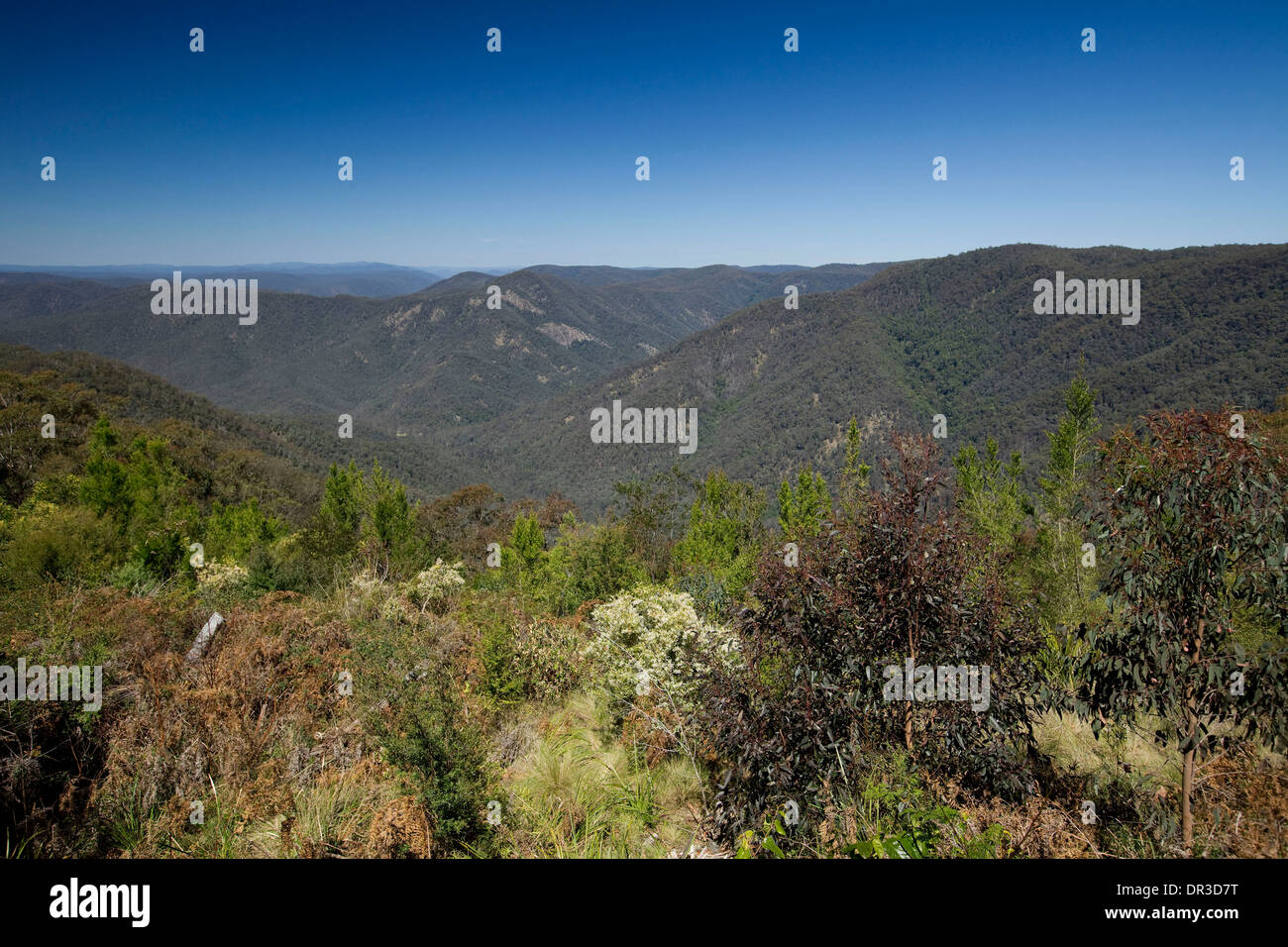 Spectacular view of mountains / forested valleys of Great Dividing Range from lookout in Gibraltar Ranges National Park NSW Aust Stock Photo