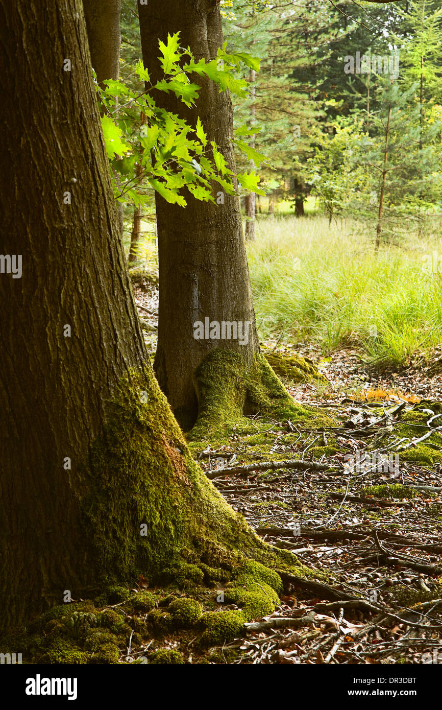 Oak trunks with mosses in the forest in summer Stock Photo