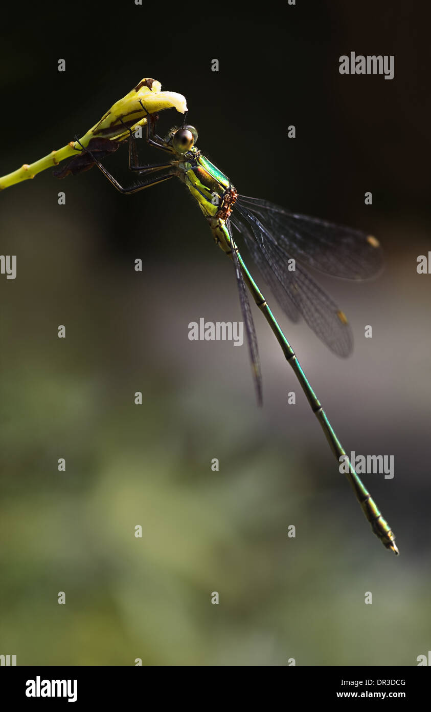 Beautiful Emerald damselfly or Lestes virides in summer with dark background Stock Photo