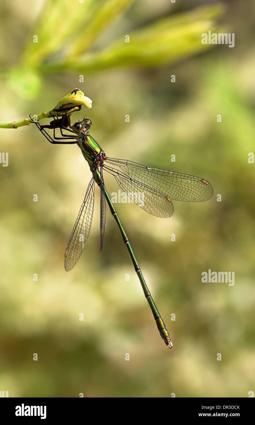 Beautiful Emerald damselfly or Lestes virides in summer with light background Stock Photo