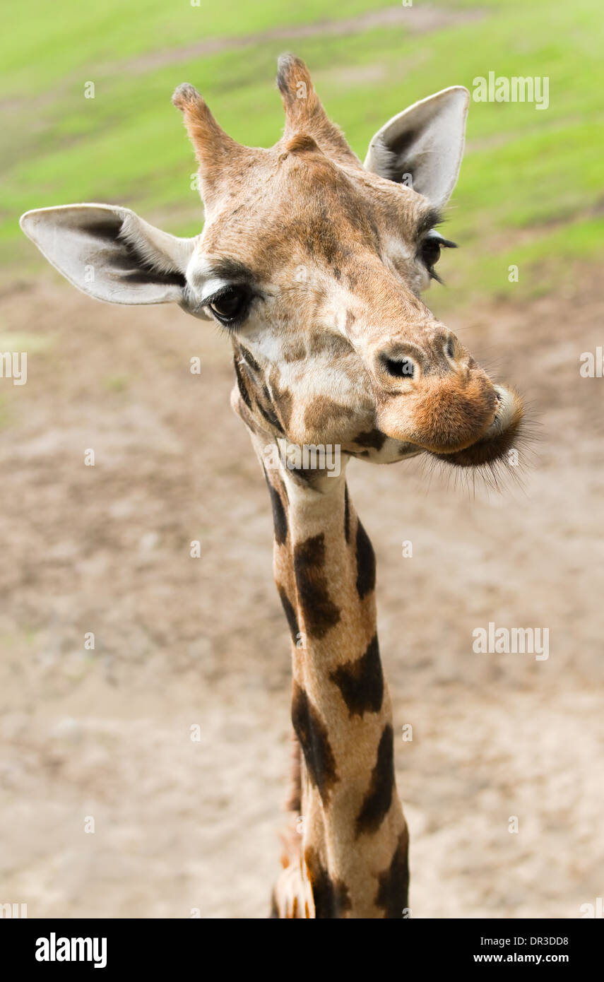Funny giraffe with long thin neck in close view Stock Photo