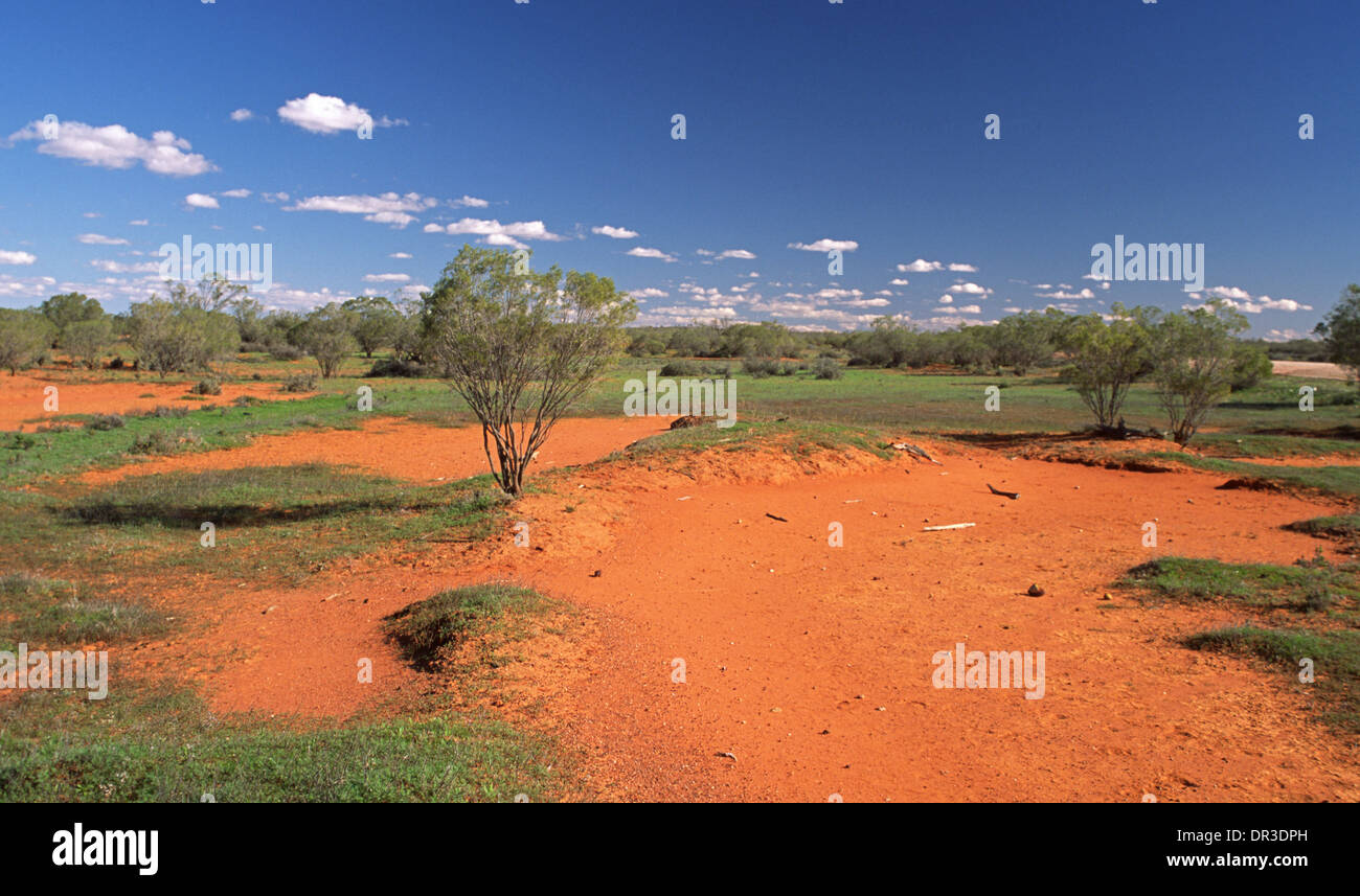 Australian outback landscape with blue sky and patchy carpet of green grass emerging on red soil among low shrubs after rain Stock Photo