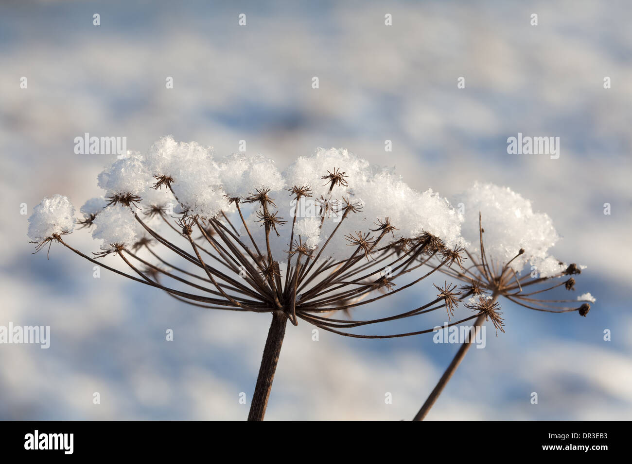 Snowy plant in a midwinter day Stock Photo