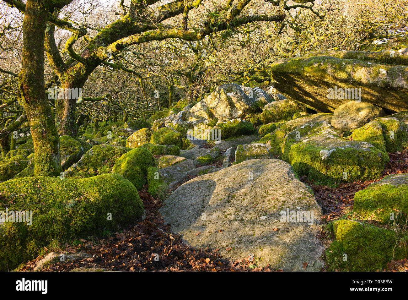 Wistman's Wood, an ancient upland oak wood, West Dart River valley, Dartmoor, Devon. Pedunculate Oak trees, granite boulders Stock Photo