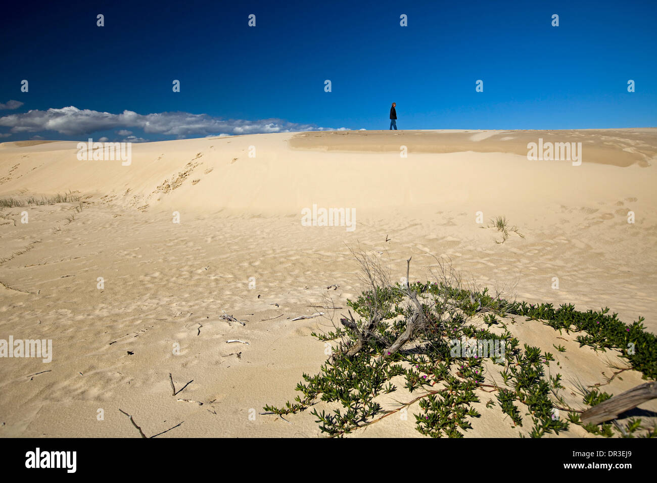 Vast coastal sand dunes in Myall Lakes National Park with a man shown as a tiny speck on distant horizon - in NSW Australia Stock Photo