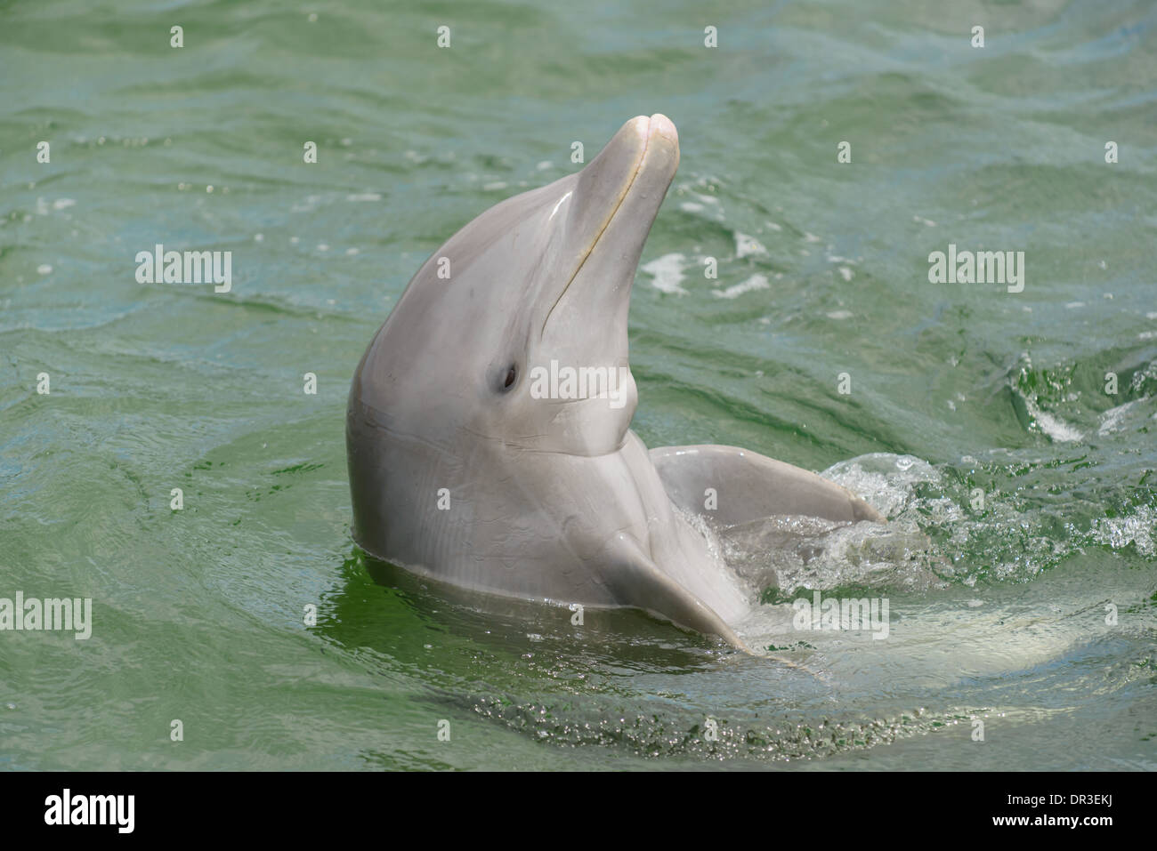 Delfin, Delphinus delphis, Dolphin Stock Photo