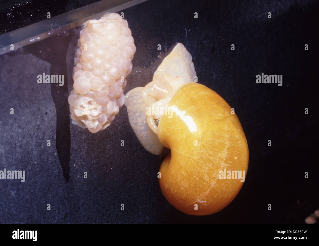 Lemon Apple snail (Pomacea bridgesi) with eggs Stock Photo