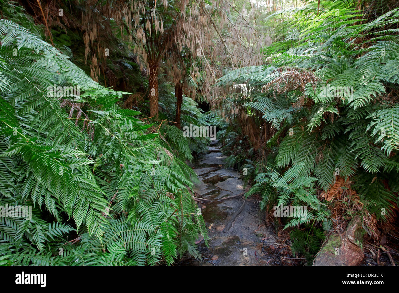 Rainforest with tree ferns hi-res stock photography and images - Alamy