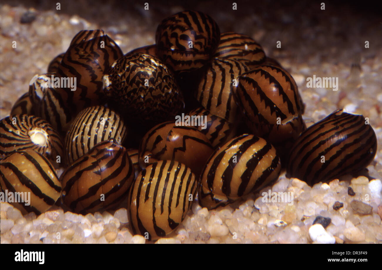 Zebra freshwater snail (Neritina natalensis) Stock Photo